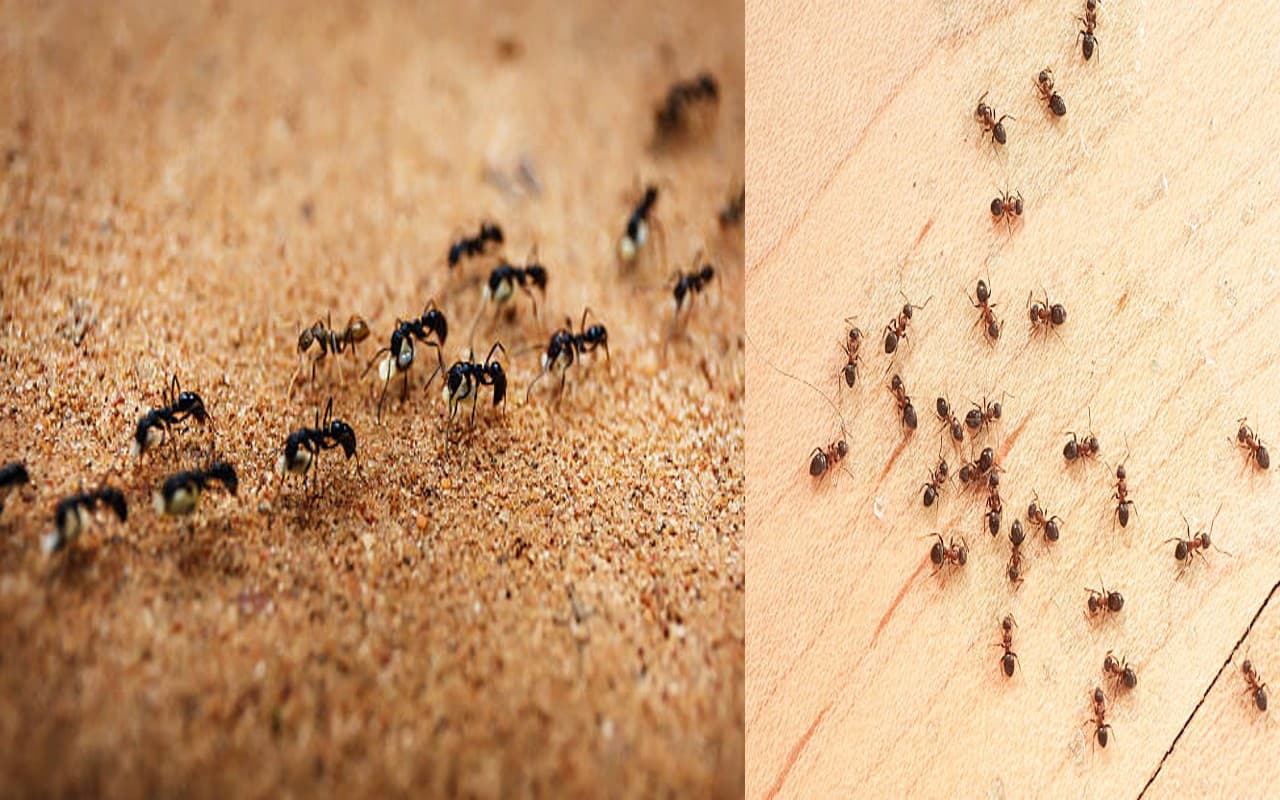 PM Modi Birthday: पीएम मोदी के 70वें जन्मदिन पर बीजेपी ने बनाया खास प्लान,  यहां जानें-क्या होगा