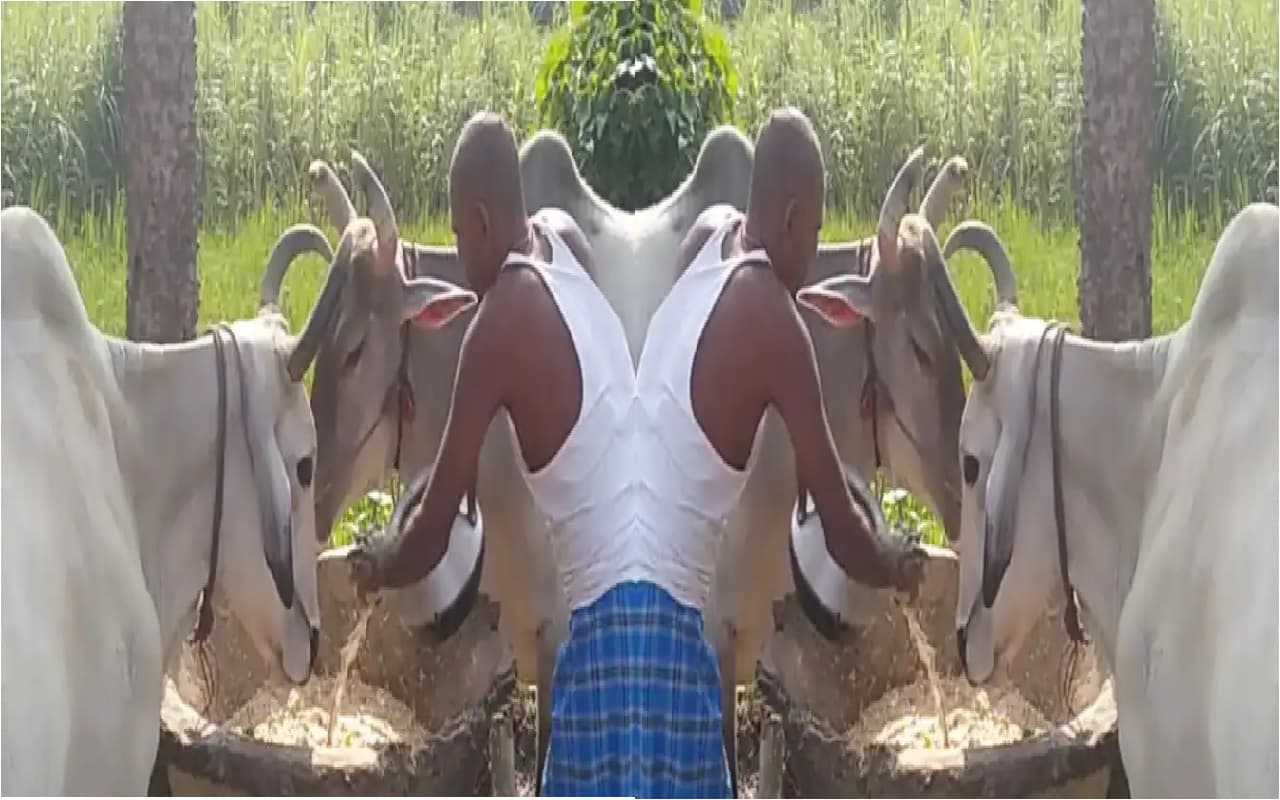 बिहार में शराबबंदी की अजीब लीला, तस्करी मामले में 9 माह पहले गिरफ्तार किए गए दो बैल हुए रिहा