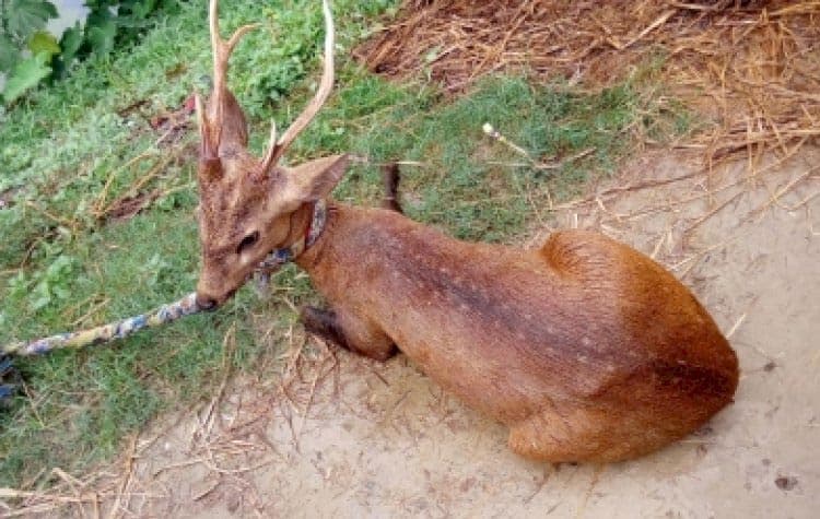 वन्यजीवों की तस्करी