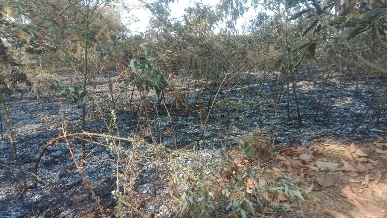 Holi 2022: झारखंड में अपराधियों की करतूत से गम में बदली होली, अरहर की फसल में लगा दी आग, बाल-बाल बचा मकान Holi 2022: झारखंड में अपराधियों की करतूत से गम में बदली होली, अरहर की फसल में लगा दी आग, बाल-बाल बचा मकान