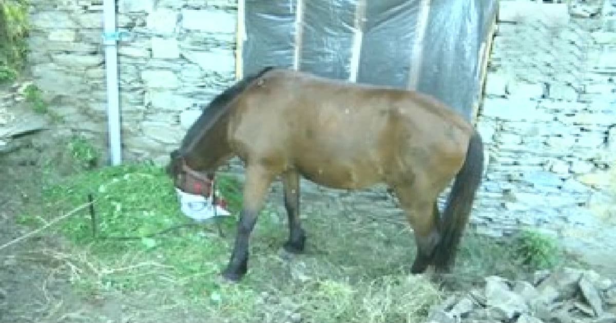 Bihar Election 2020: दियारा के दुर्गम इलाकों में चुनाव बनी चुनौती, राजेश व कौशल्या के अलावा ये 10 घोड़े संभालेंगे दियारा का कमान...