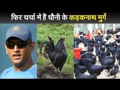 फिर चर्चा में हैं धौनी के कड़कनाथ मुर्गे