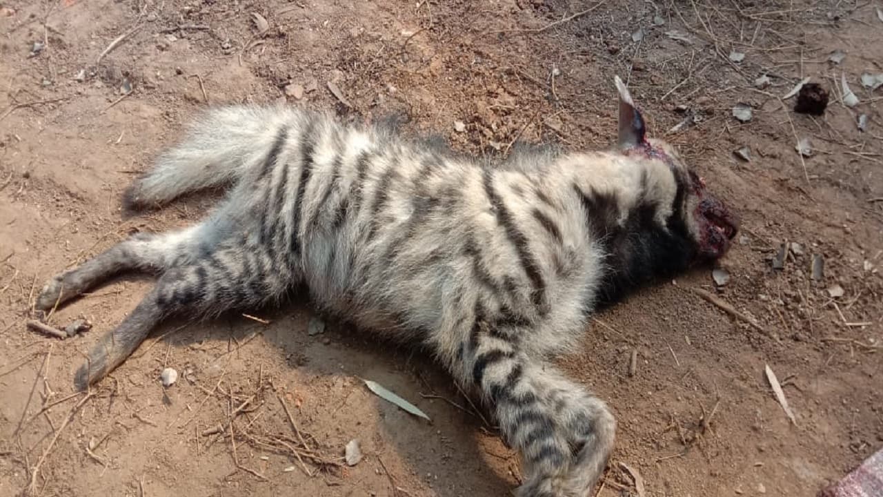 Jharkhand News: झारखंड के लातेहार में लकड़बग्घे की मौत, वनरक्षियों ने शव को दफनाया, एफआईआर दर्ज