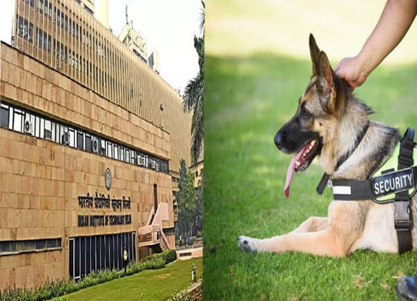 कुत्तों को संभालने की जॉब के लिए IIT दिल्ली ने मांगी बीटेक डिग्री, सोशल मीडिया पर खूब बना मजाक, जाने पूरा मामला