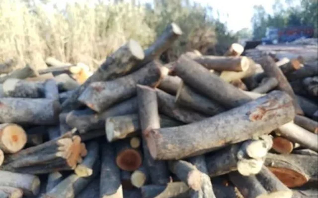 Astrology : अपनी डेट ऑफ बर्थ से जानें लव मैरिज होगी या अरेंज, प्यार के मामले में शर्मीले होते हैं ये लोग