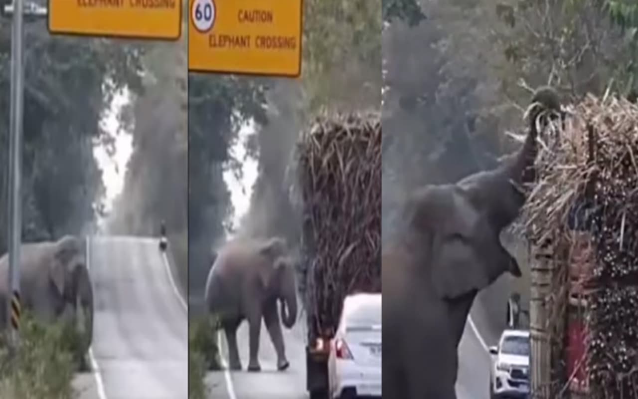 Viral Video: गन्ना खाने के लिए हाथी ने ऐसे रोका ट्रक, गन्ना खाकर..., देखें वीडियो