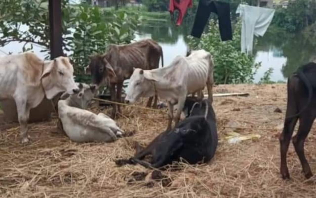 गाय तस्करी का भंडाफोड़! झारखंड के रास्ते बंगाल जा रहे 35 गायों के साथ दो तस्कर गिरफ्तार