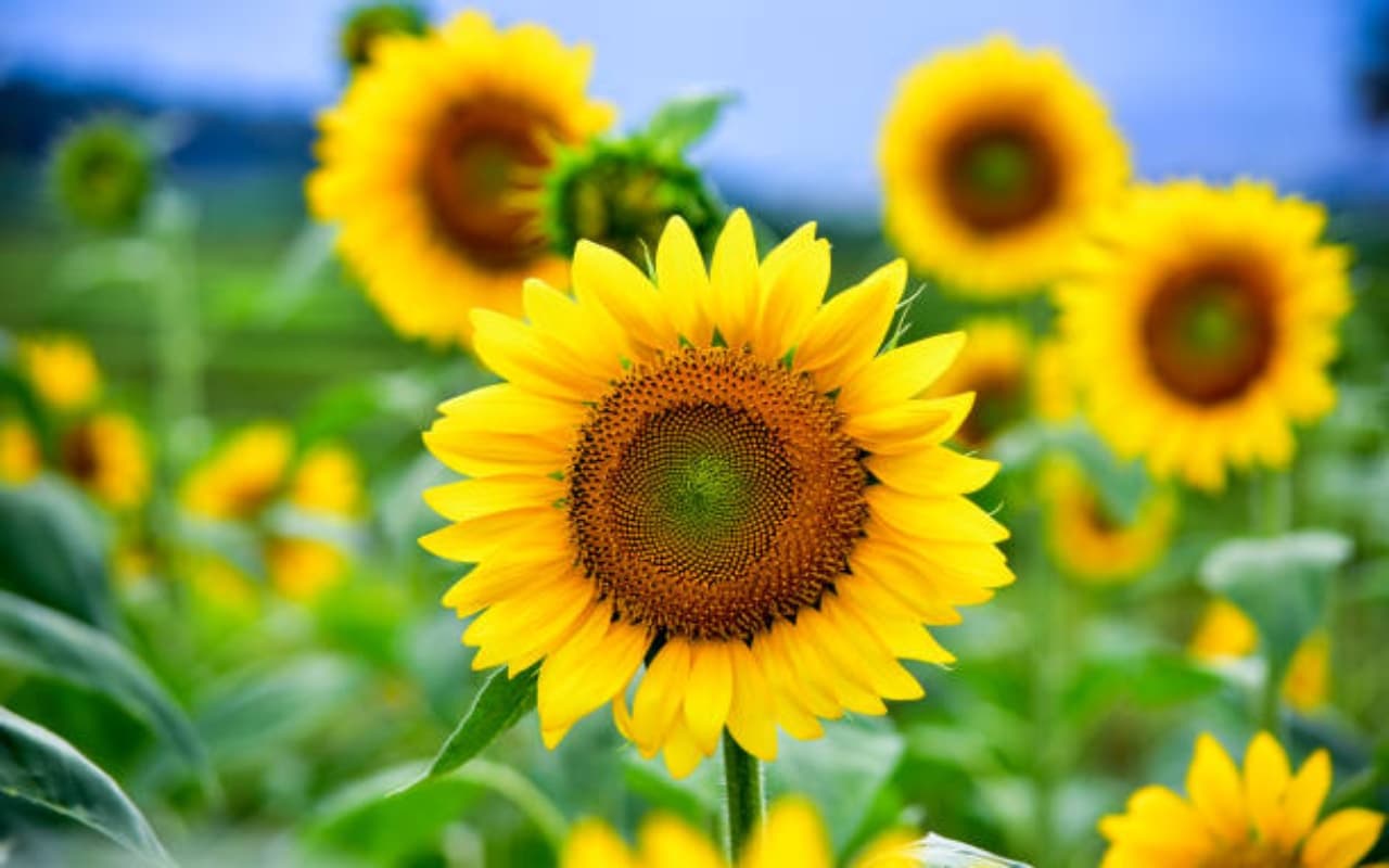 Benefits of Sunflower Seeds: हार्ट अटैक से बचना चाहते हैं तो खाएं सूरजमुखी के बीज, कोलेस्ट्रॉल भी होगा कम