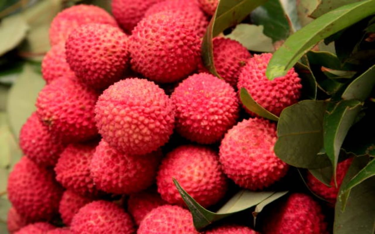 Litchi Side Effects: इन लोगों के लिए हानिकारक है लीची, आज ही बना लें दूरी...
