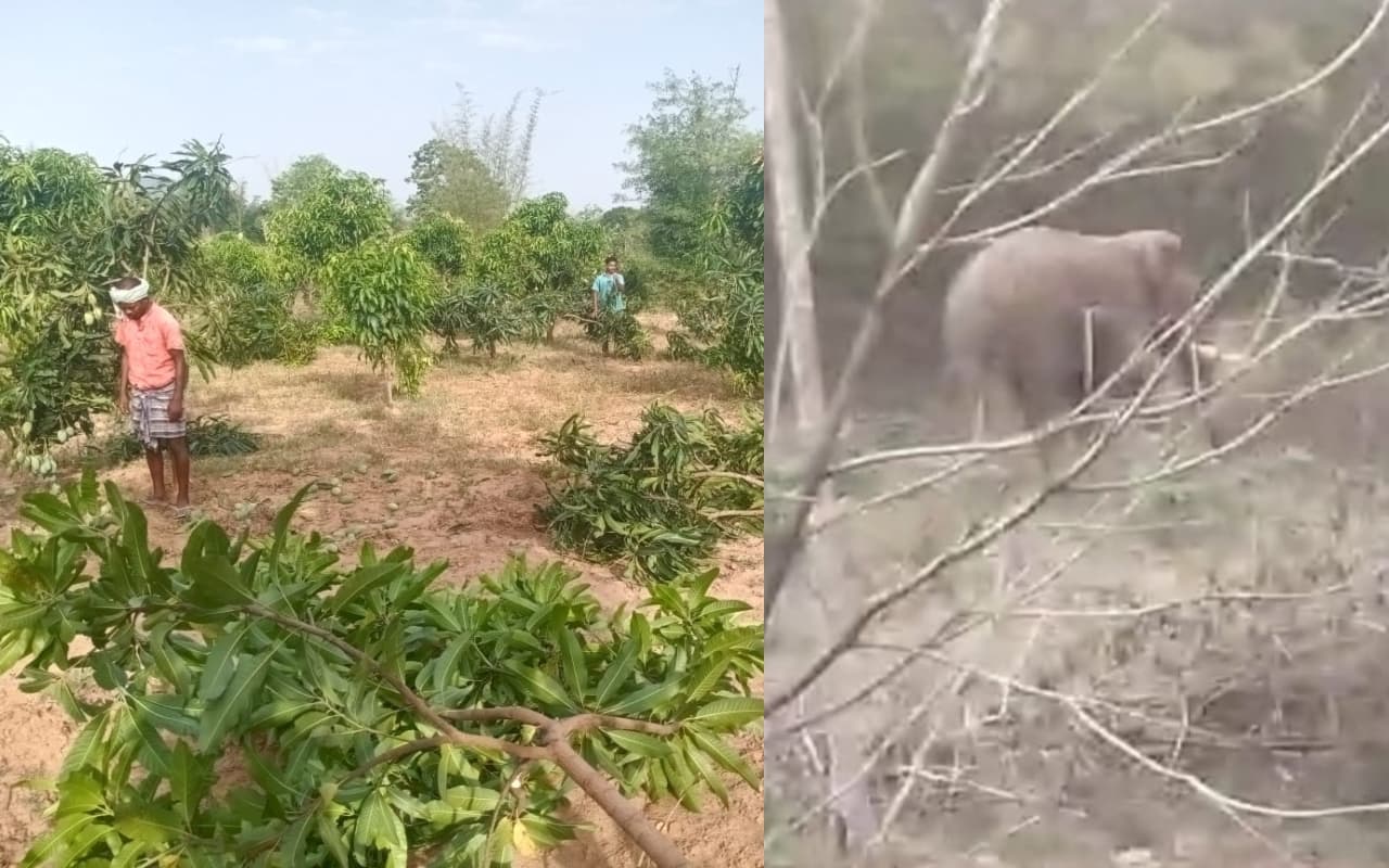 रांची : दो जंगली हाथियों का आतंक, आम बगान को किया बर्बाद, गांवों में लगा कर्फ्यू