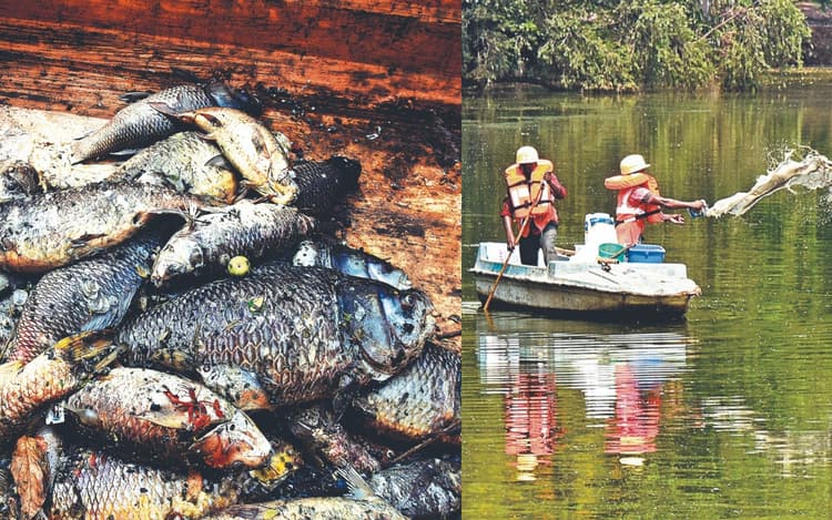 जुबिली पार्क में मछलियों की मौत पर सरयू राय ने उठाये सवाल, कहा- अधिकारी का बयान संतोषजनक नहीं