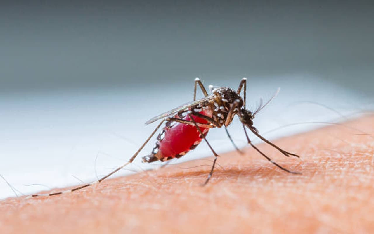 Dengue and Malaria: बरसात में तेजी से फैलता है डेंगू और मलेरिया, ऐसे करें बचाव