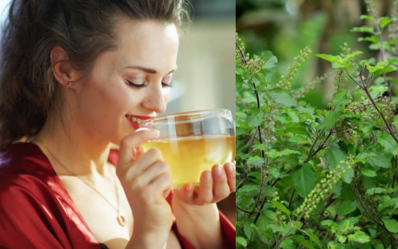 SUPERFOODS: क्या होगा जब रोज पीयेंगे तुलसी का पानी, जानिए बेजोड़ फायदे