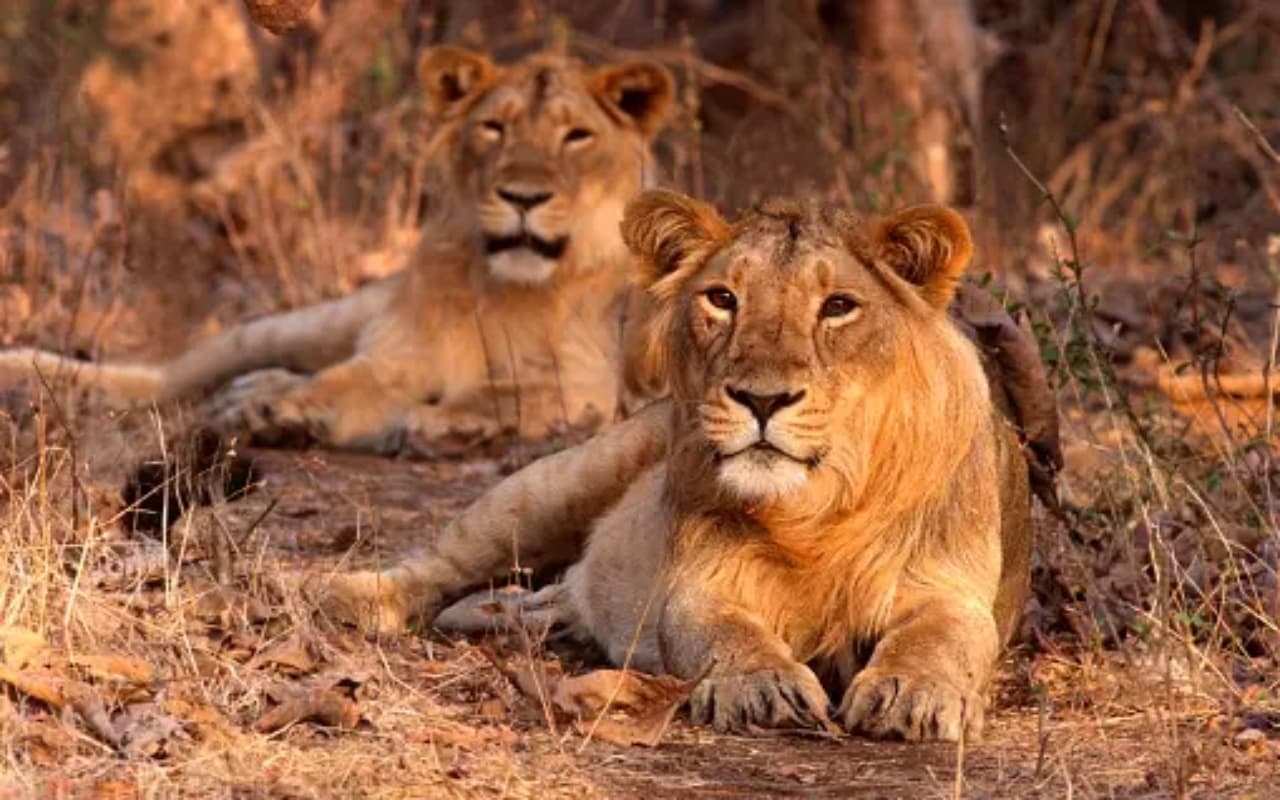 World Lion Day: जंगल के राजा से जुड़े इन तथ्यों को जान, आप हो जायेंगे हैरान