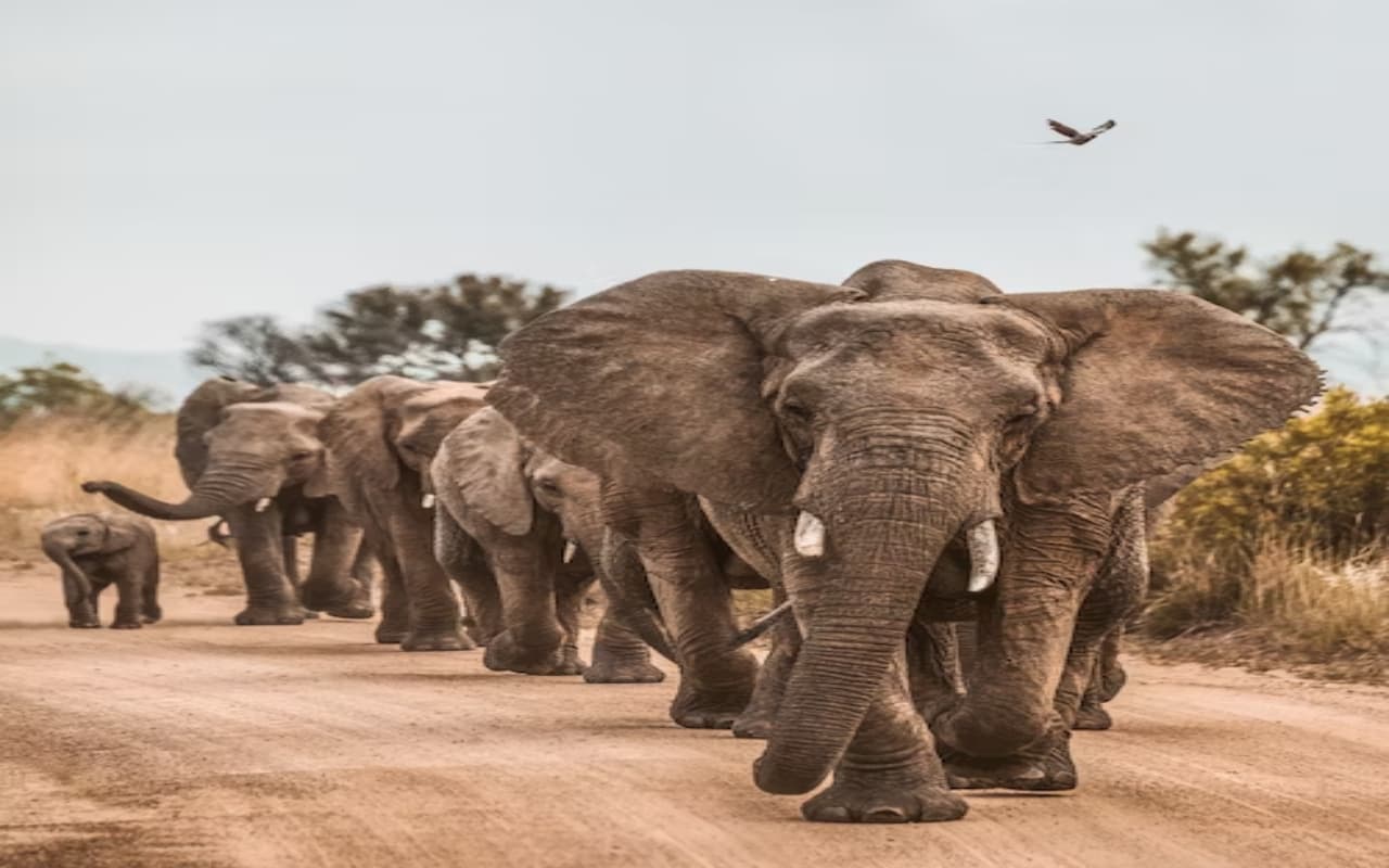 World Elephant Day: एक दिन में 150 किलो तक खाना खा सकते हैं हाथी, जानें उनसे जुड़ी और रोचक बातें