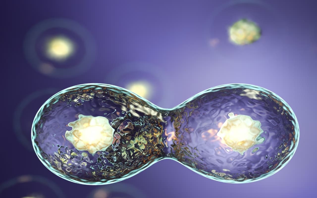 अंडे और गर्भाशय के बिना वैज्ञानिकों ने बनाया दुनिया का पहला मानव भ्रूण