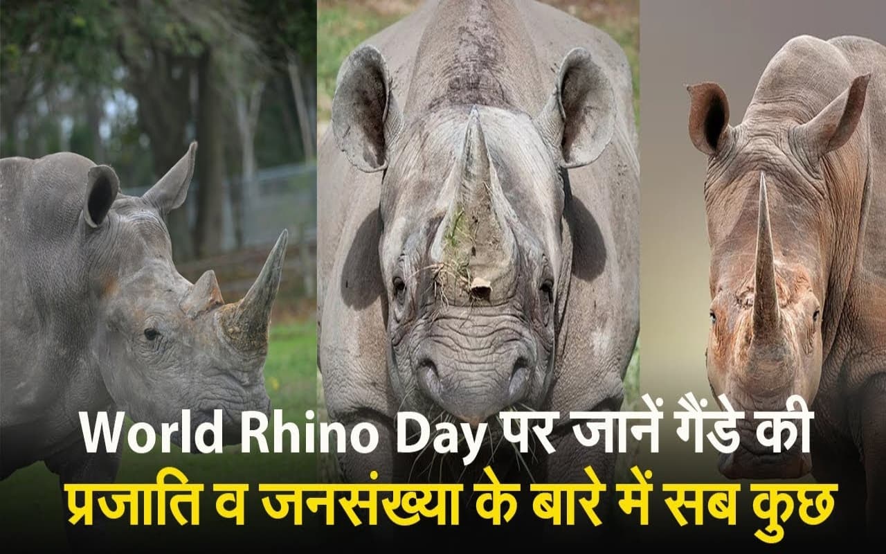 World Rhino Day पर जानें गैंडे की प्रजाति व जनसंख्या के बारे में सब कुछ, वीडियो