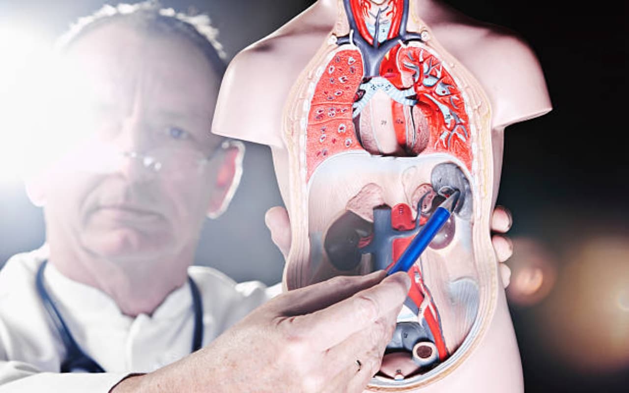 Health Care : Spleen की अनदेखी सेहत पर पड़ सकती है भारी, केयर के लिए फॉलो करें ये टिप्स