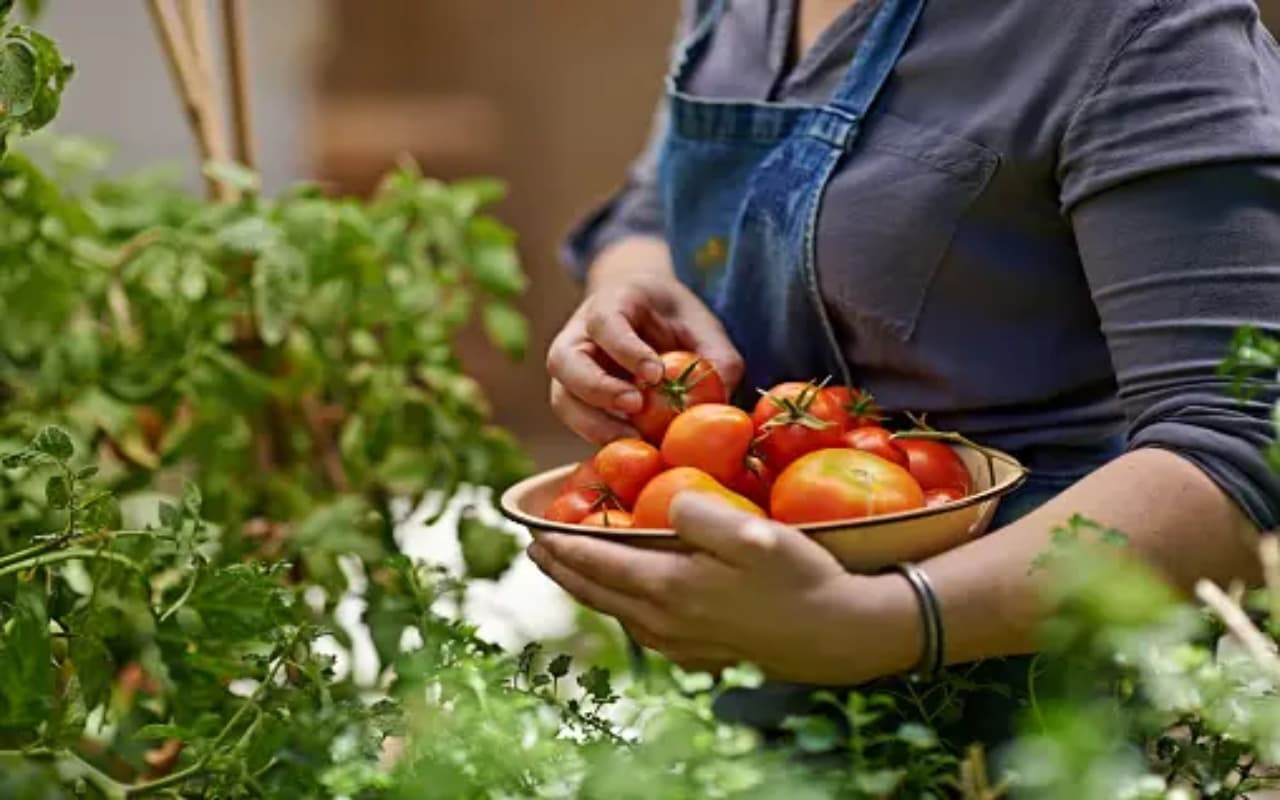 हरी मिर्च हो या फिर धनिया पत्ती, जब चाहे ताजी पाएं, घर में आसानी से बनाएं Kitchen Garden