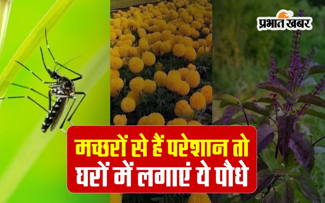 Mosquito Plant: मच्छर से हैं परेशान, तो घरों में लगाएं ये पौधे, आस-पास भी नहीं फटकेंगे, वीडियो