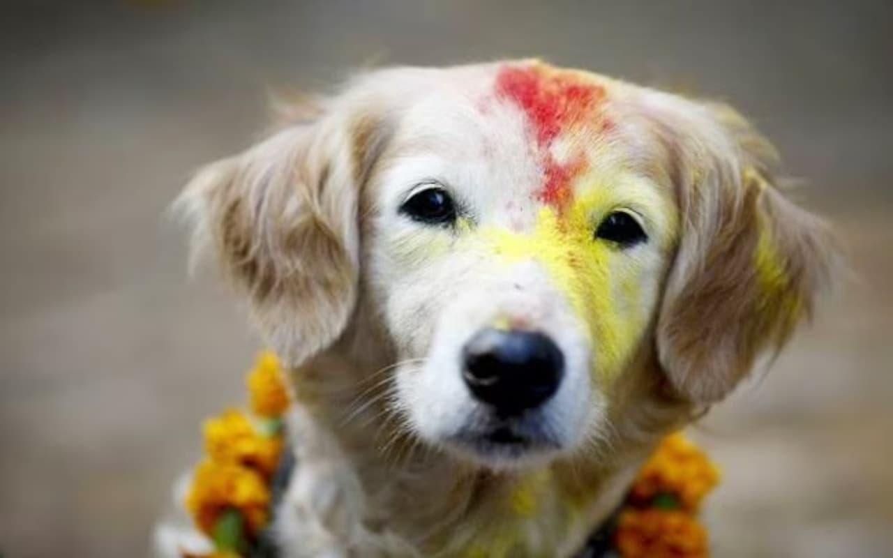 Diwali 2023: तो इसलिए इस देश में दिवाली के दौरान होती है कुक्कुर और कौए की पूजा…