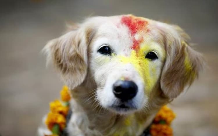 Diwali 2023: तो इसलिए इस देश में दिवाली के दौरान होती है कुक्कुर और कौए की पूजा…