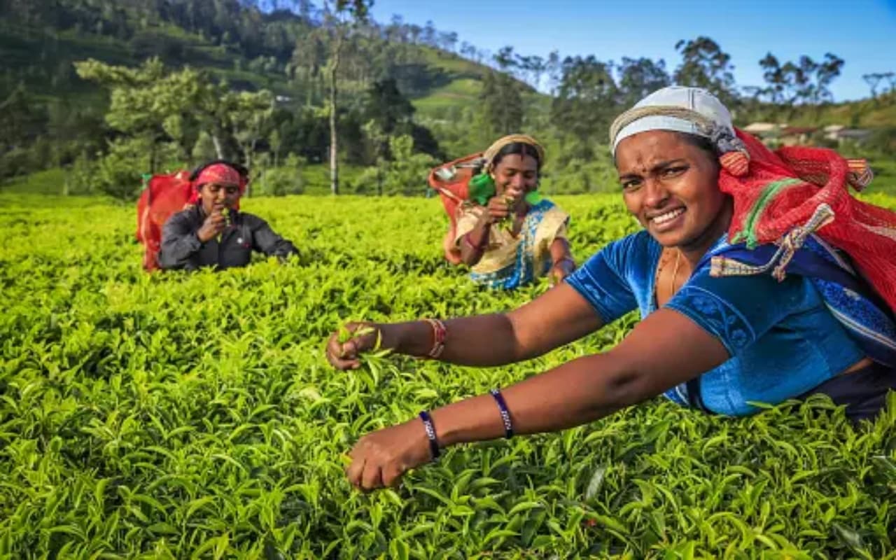 अब बाजार से नहीं खरीदनी पड़ेंगी चायपत्ती, इन स्टेप्स को फॉलो कर घर पर आसानी से उगा सकते हैं, जानें