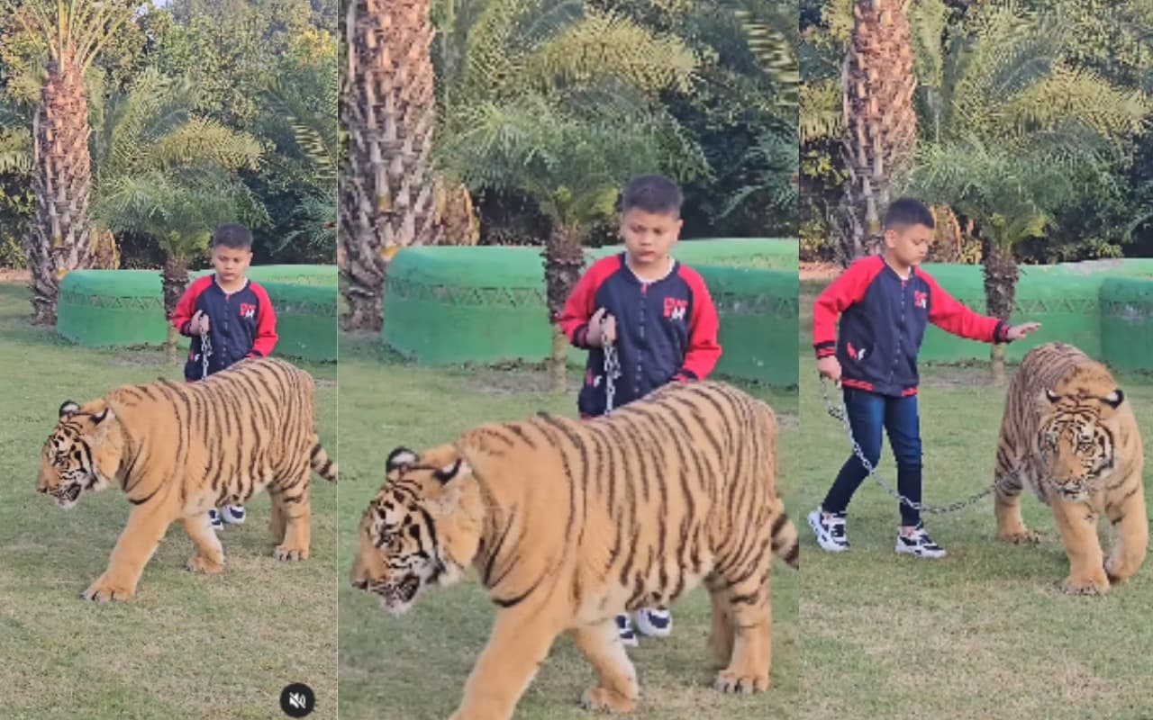 Viral Video : टाइगर के साथ छोटे बच्चे ने की सैर, वीडियो देख हो जायेंगे हक्के बक्के.
