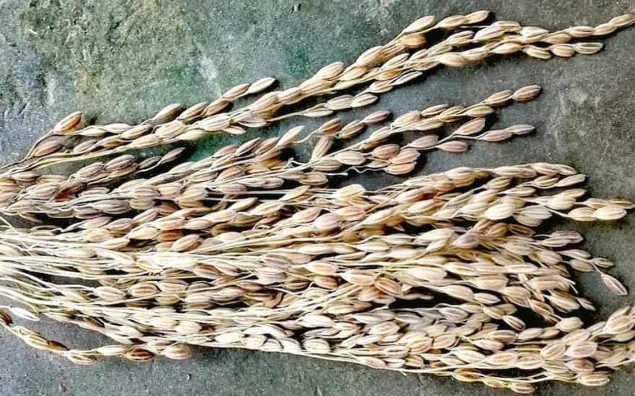 बिना आग के ठंडे पानी में भी पक जाता है असम का ये Magic Rice, जानें इस चावल में क्या है खास