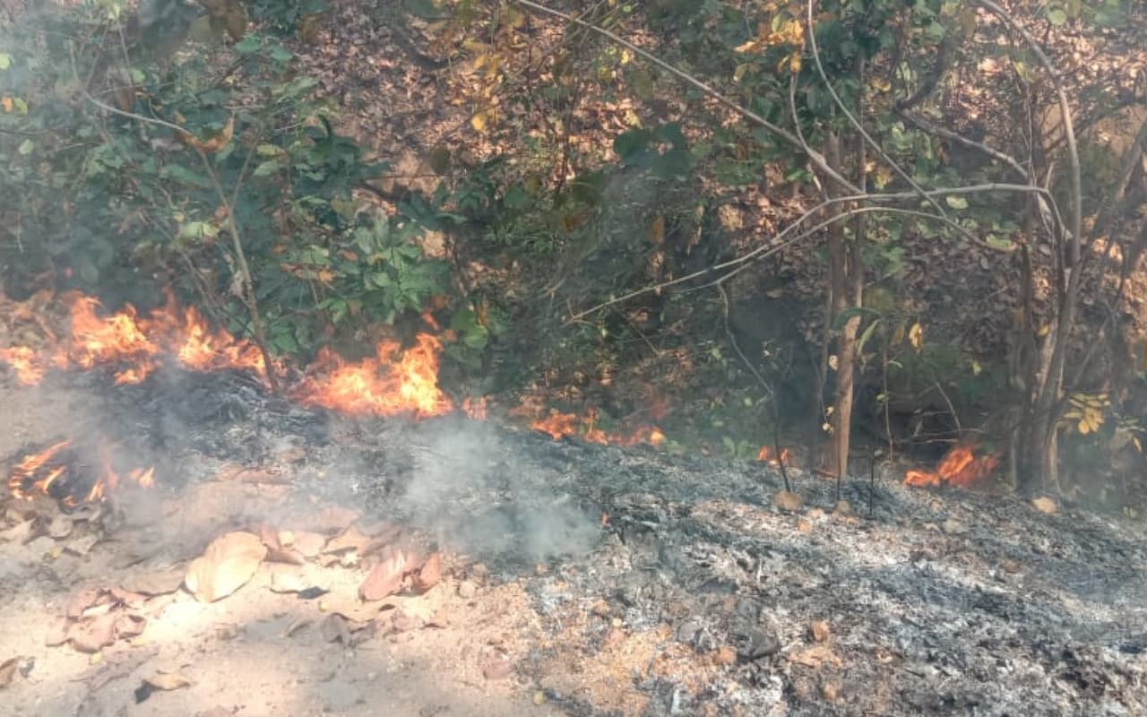 महुआ चुनने के लिए जंगल में लगायी जा रही आग, दर्जनों प्रजाति के औषधीय पौधे हो रहे नष्ट