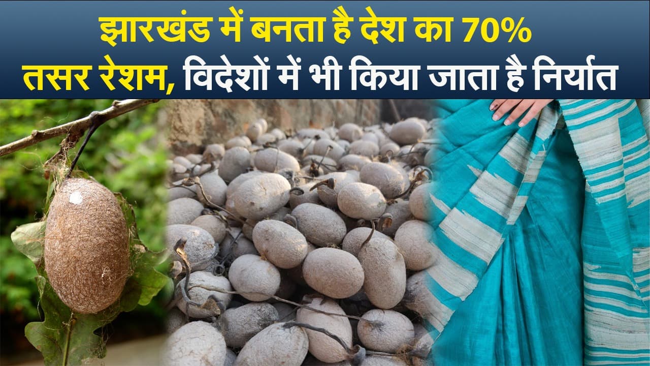 झारखंड में बनता है देश का 70% तसर रेशम, विदेशों में भी किया जाता है निर्यात