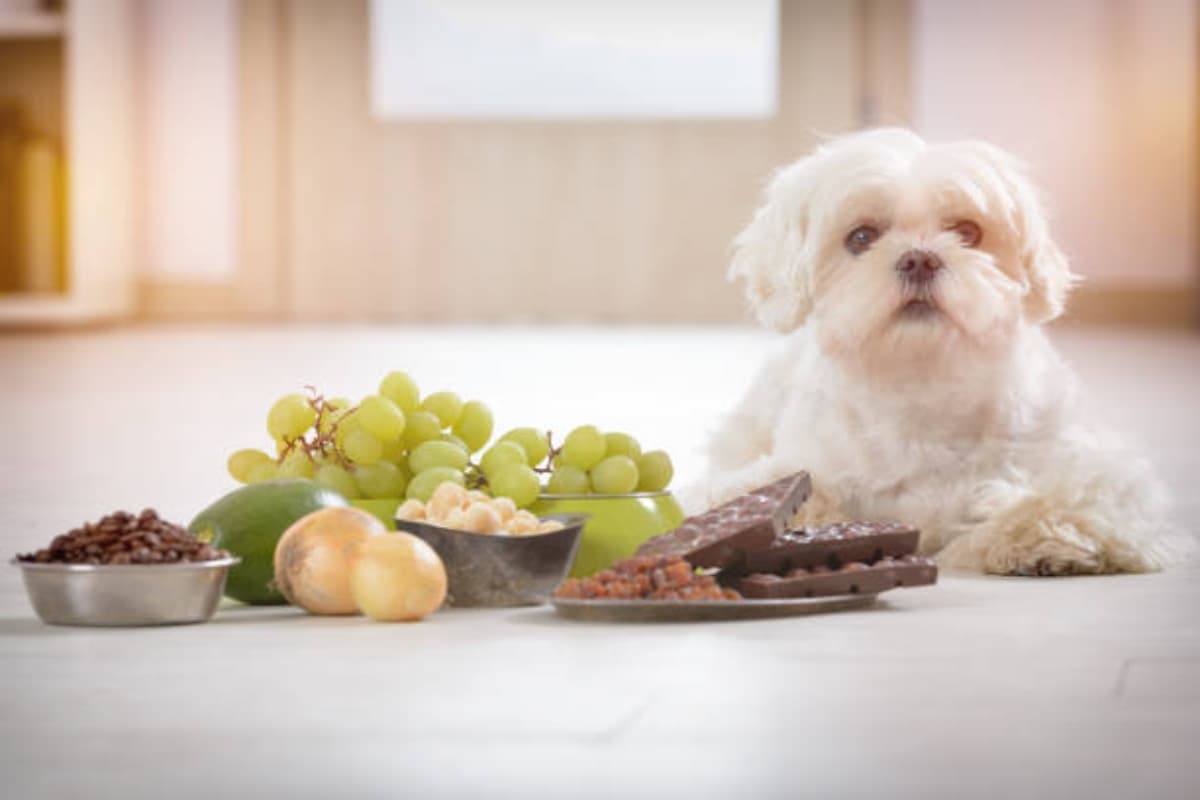 Toxic food for dogs: चॉकलेट और शराब कुत्तों के लिए है जहर, जानिए किन चीजों से बनाकर रखनी है दूरी