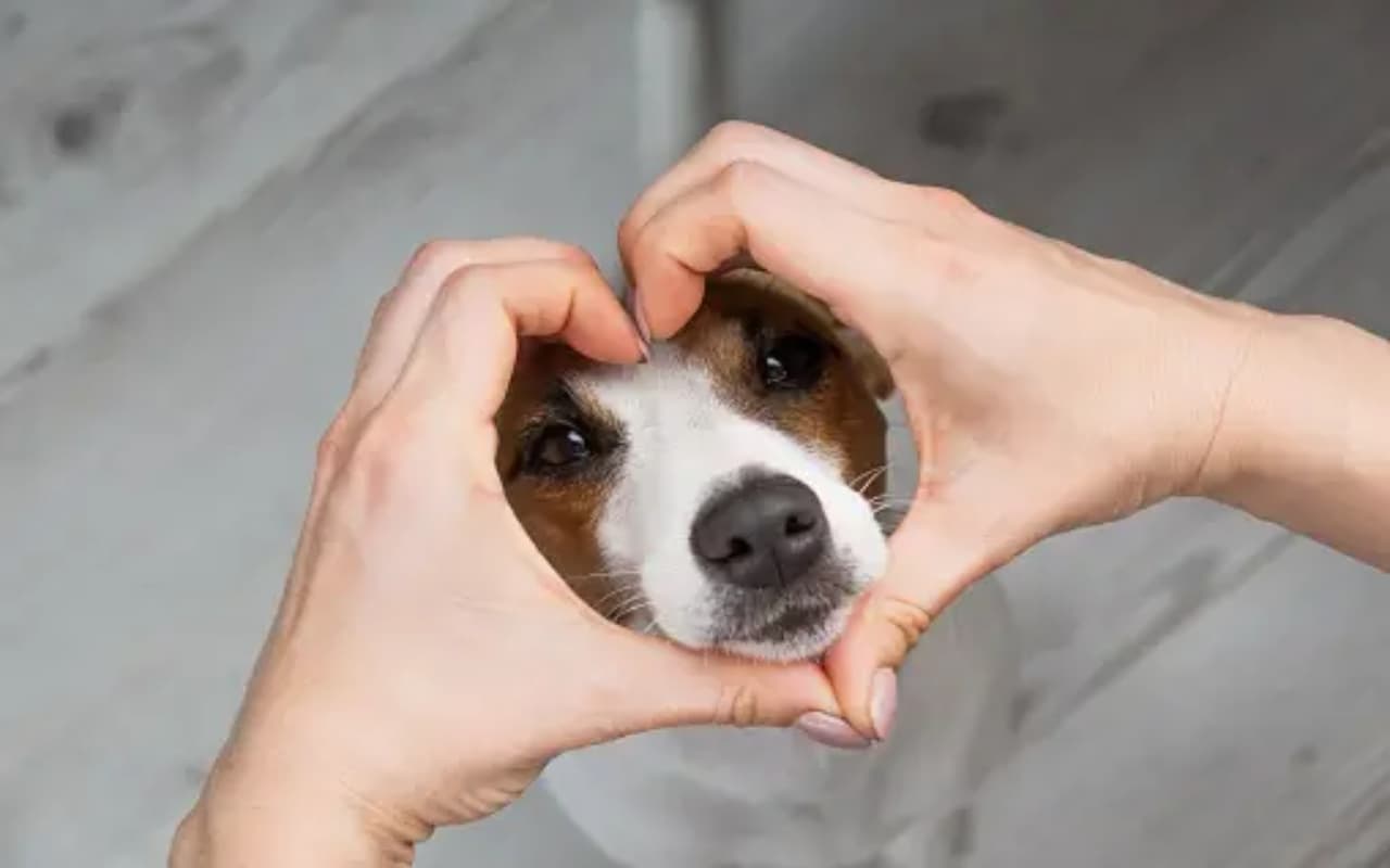 Monsoon Pet Dog Care: अपने डॉग का रखिए खास ख्याल, बीमारियों से मुक्त रखने के बेहद आसान हैं उपाय