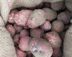 गेरुआ रंग, तेजाब व मिट्टी मिलाकर कारोबारी पुराने आलू को बना रहे नया, जानें कैसे बेचा जा रहा बाजार में जहर