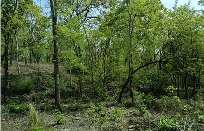 बिहार में हरियाली अब भी राष्ट्रीय औसत से 17 फीसदी कम, 10 वर्षों में 5 फीसदी बढ़ा वन क्षेत्र