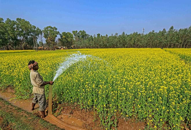 हिमाचल के इस गांव में बिना बोए ही उगती है सरसों, गांव की बेटी ने मांगा था वरदान