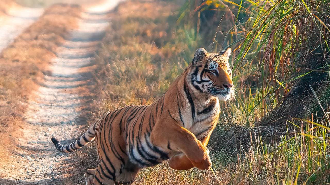 Explainer : 27 साल बाद एमपी के 'बाघ महल' में छोड़े जाएंगे 3 टाइगर, राजस्थान तक सुनी जाएगी दहाड़