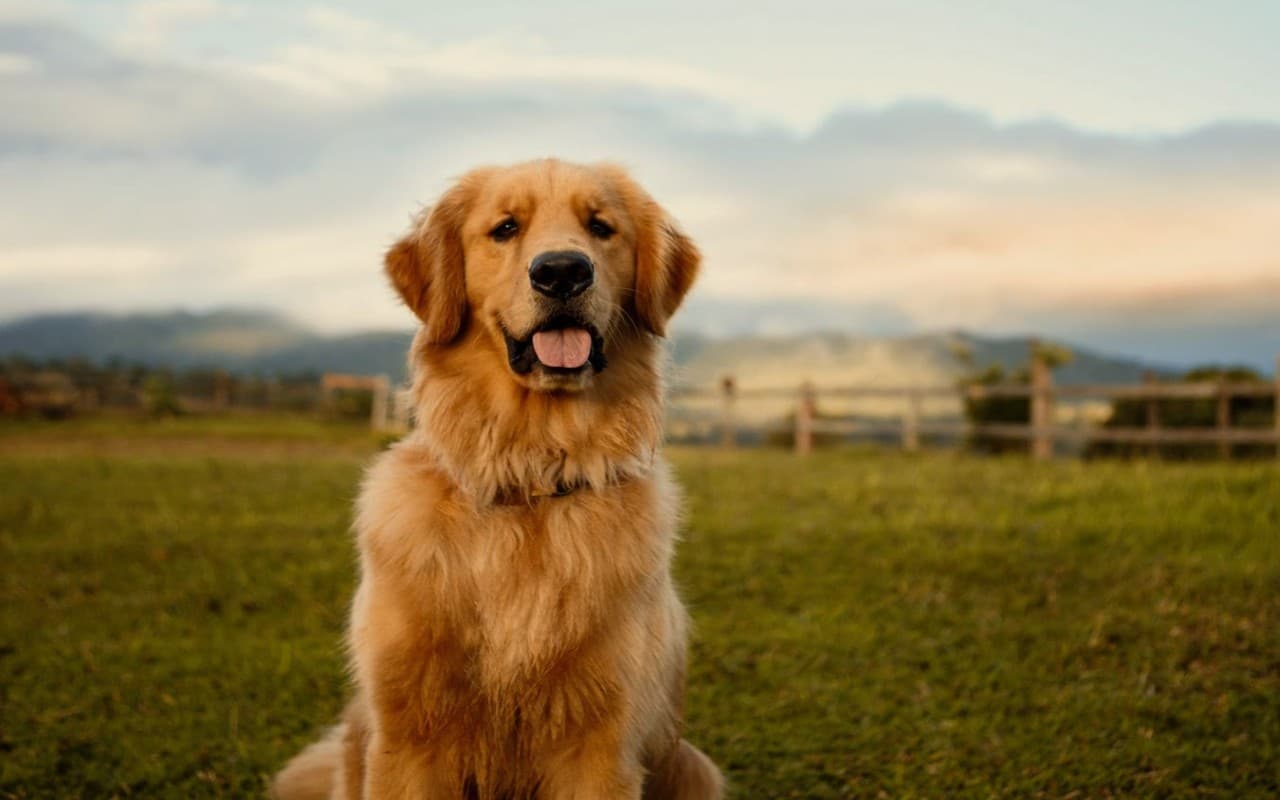 International Dog Day 2023: आपके पेट डॉग के लिए ये हैं बेस्ट गैजेट्स, कई तरह से आते हैं काम, देखें पूरी लिस्ट