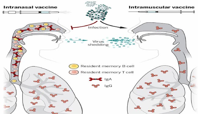 कोविड -19 के खिलाफ अधिक सुरक्षा प्रदान करेंगे इंट्रानैसल वैक्सीन? क्यों बताया जा रहा गेमचेंजर? ...जानें