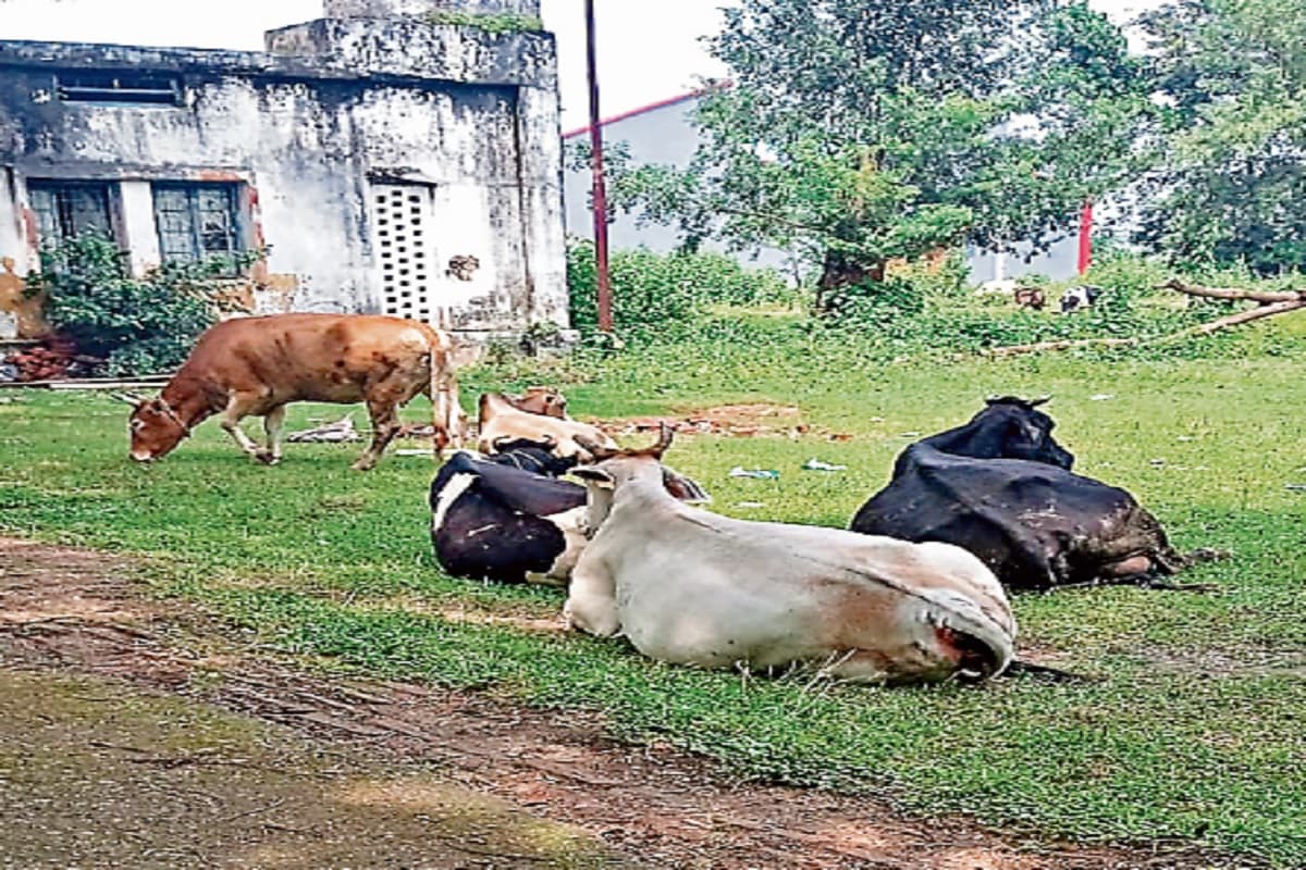हजारीबाग के ITI शिक्षण संस्थान का रख रखाव बेहद खराब, परिसर में विचरण करते रहते हैं मवेशी