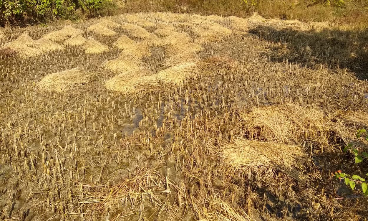 कोयलांचल के किसानों को सरकार को धान बेचने में क्यों नहीं है रुचि, जानिए पूरा मामला