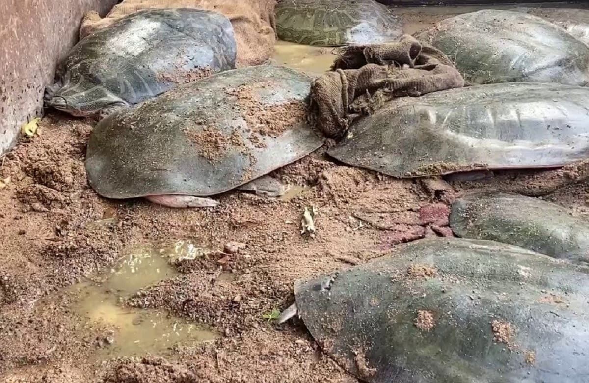 इटावा में वन विभाग और STF ने 3 तस्करों को दबोचा, कार से ले जा रहे थे उत्तराखंड, 13 कछुआ बरामद