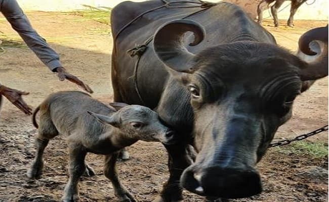 देश में भैंस की नस्ल के पहले IVF बछड़े का जन्म, पीएम मोदी ने भी की थी चर्चा