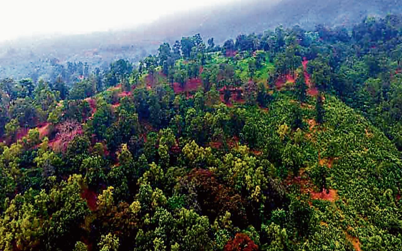 जामताड़ा : विभागीय उदासीनता की वजह से वीरान होने लगा है नारायणपुर का जंगल