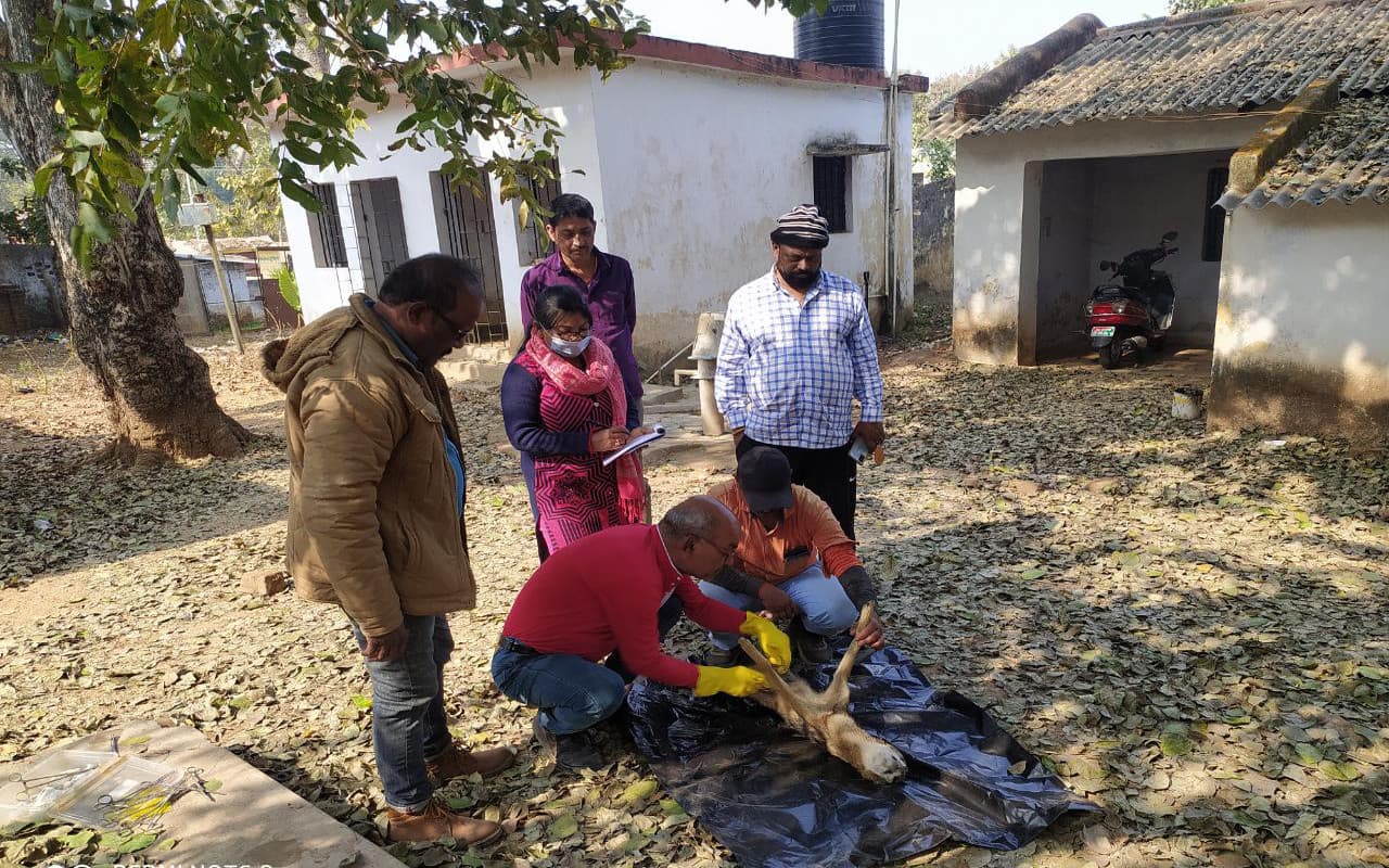 Jharkhand News: बेतला में उत्पात मचाने वाला सियार का हुआ पोस्टमार्टम, वन विभाग ने चलाया सर्च ऑपरेशन