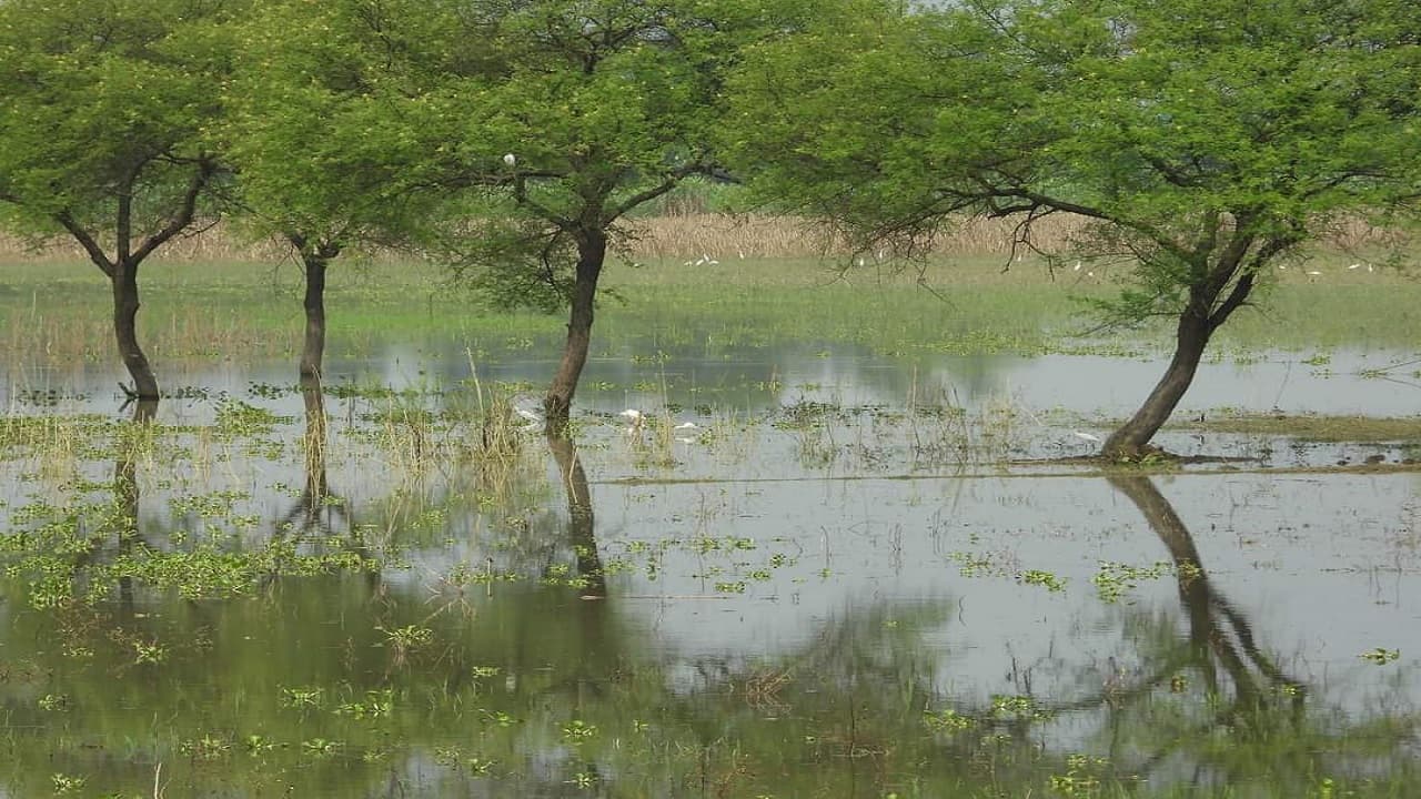 PHOTOS: बिहार के भागलपुर का जगतपुर झील बनेगा पर्यटन स्थल, तसवीरों में देखिये विदेशी पक्षियों का जुटान