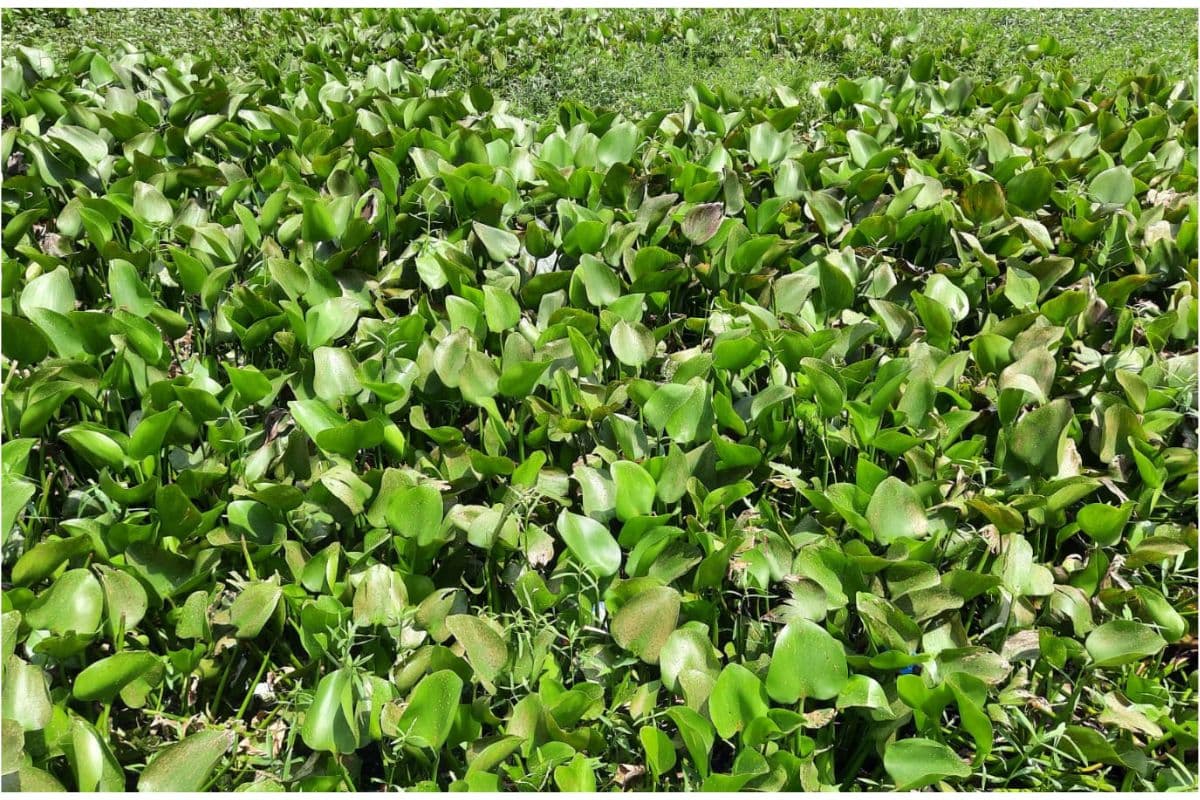 राज्य में पहला जलकुंभी उधोग स्थापित होगा पूर्व बर्दवान जिले में, इलाके के लोगों को मिलेगा रोजगार