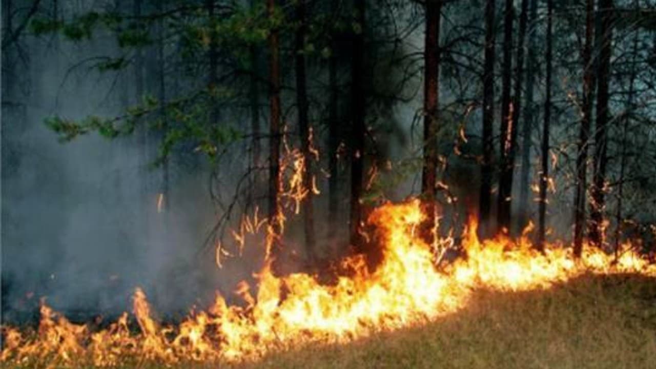 Poonch Forest Fire: जम्मू-कश्मीर के जंगल में लगी आग, सीमा के पास बारूदी सुरंगों में विस्फोट