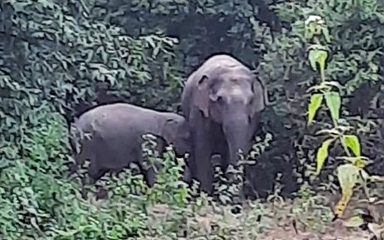 Jharkhand: जामताड़ा के इस गांव में पहुंचा 30-35 हाथियों का झुंड, ग्रामीणों में दहशत, कैंप कर रहे रेंजर