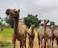 Camel Smuggling Latest News : झारखंड में ऊंटों को छोड़ने के लिए रेंजर को सात लाख घूस की पेशकश, तैयार नहीं होने पर तस्करों ने दी धमकी, FIR दर्ज